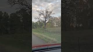 Osage Orange Tree(strongest wood around.) #878