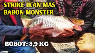 Ediaannn Babon Ikan Mas Kembali Berulah Lagi ‎@gondrongbrewok 