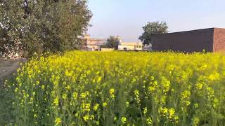 Beauty of Punjab | #trending #viral #shorts #pakistan #fyp #punjabi #explore #visitpakistan #tourism