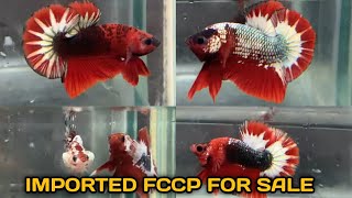 Betta fish for sale | Imported Fccp Red head | Best Quality and Best price | Trichy Aquatics