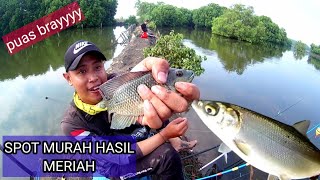 Spot Gacor Mancing Bandeng Mujaer Murah Meriah Di Marunda Tanah Merah