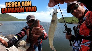 COMO PESCAR CON CAMARON VIVO DE ORILLA | Lupe Lofish