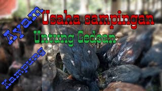 UMKM Ternak ayam kampung / tips cara kasih makan sederhana