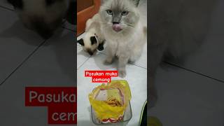 pasukan muka cemong #kucingsiam #kucinghimalaya #cats #catlover #pecintakucing