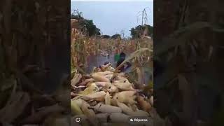 Flooding of Mali Crops