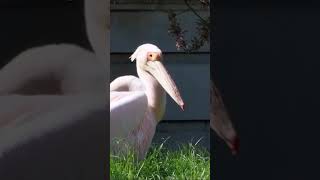 Pelican vs. People 😂😂 - St. James Park | Royal Pelicans