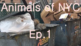 Animals of NYC - Ep.1