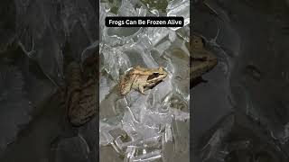 Frogs Can Be Frozen Alive🐸😳👀| did you know?#dailyfacts #daily #woodfrog