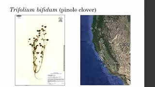 "A Taxonomic Analysis of the Trifolium Gracilentum Species Complex" by Lauren Rogers