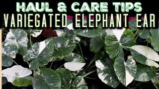 ALOCASIA ODORA VARIEGATA - GUIDE & TIPS FOR GROWING Variegated Elephant Ear Plant - Albo Variegata