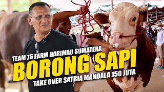 Borong Lagi Sapi Raksasa Satria Mandala 150 Juta Usia Poel 1 Pasang