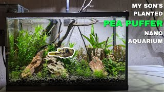 PEA Puffer! Gloria's new Aquascape made by my son!