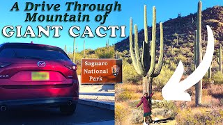 A Drive Through Mountain of Giant Cacti [ Saguaro National Park, Arizona ]