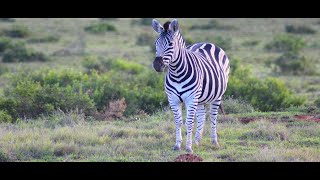 Zimbabwe Zebra Hunt