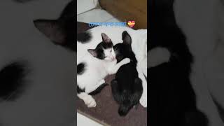 মায়ের কোলের মত শান্তি পৃথিবীর কোথাও নেই।💝 #love #kids #cat #kitten #shorts #viralshort