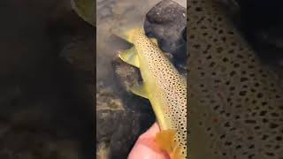 Trout fishing #shorts #fishing #trout #troutfishing