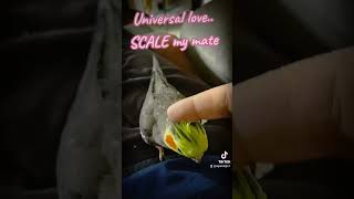 scales the cockatiel #justforfun #birds #loveaustralia #parrot #australia #mates