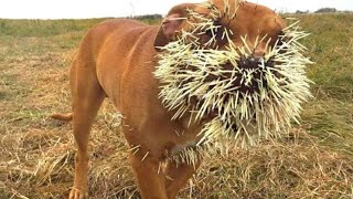 Esse CACHORRO Atacou Um PORCO ESPINHO e Se Deu Mal