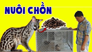 Kĩ Thuật Nuôi Chồn Hương Và Cách Làm Cà Phê Chồn.