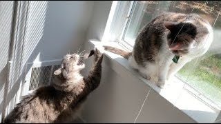 Cat being bad to his sister! How bad? Very!