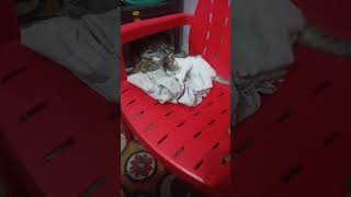 🐈 kitten not like cleaning eyes highlight 46:14 - 51:14 from pet Cat smart entertainment is live!