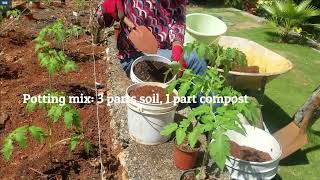 Step-by-step Demo Growing Tomato in Beds and Pots. Part 1 - Planting