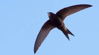 Reading Nature episode 14: Swifts 🐦