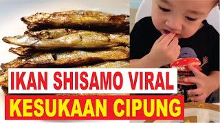 Ikan Shisamo Kuliner dengan Rasa Gurih dan Lezat