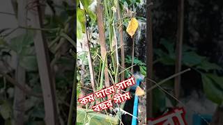 কমদামে সারা বছর সীম খাওয়ার উপায়।।Rooftop Garden Tips //#garden