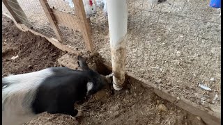 DIY Automatic Pig Waterer