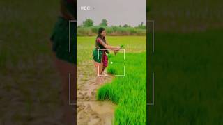 రైతు కష్టాలు❤️1st time పొలంలో నాటు వేసాను #reels #farming #farmer #nature #climate #trending #shorts