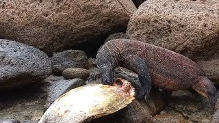 Komodo dragons are eating sea turtles that have hit the beach