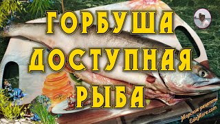 Как выбрать замороженную горбушу