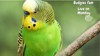 Everyday Budgies Live stream playing and chirping - Budgies singing - So Funny & Cute - Budgies fam