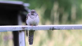 A Young Cuckoo in the Garden.