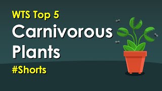 WTS Top 5 carnivorous plants | #Shorts