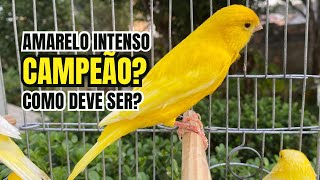 3 CARACTERÍSTICAS  de um canário AMARELO CAMPEÃO