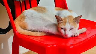 .Mom cat sleeping on the chair at noon after food