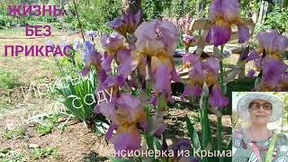 Жизнь без прикрас# Ирисы в моём саду# 04.05.2024год.