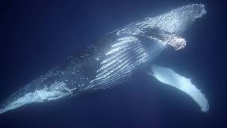 Humpback Whales on the Sardine Run 2023