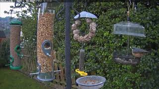 The nuthatch came back!