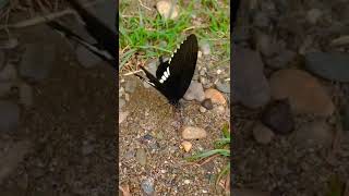 Indian common mormon #butterfly