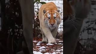 tiger ready for attack #lion #lions #pets #trendingshorts #trending #shortsvideo #shorts