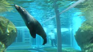 Kyoto Aquarium Seals Energetic Swimming 20240417 5657 5661 5663