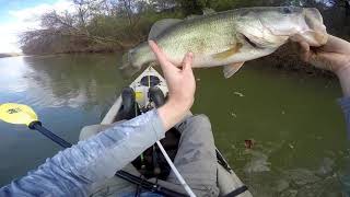 A Few Nice River Bass KVD Popping Perch