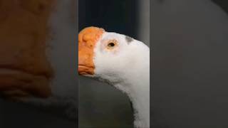 Brazilian Prison| Geese Guards