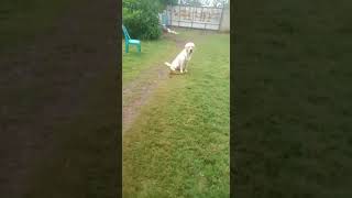 My Labrador …. Bruno….training