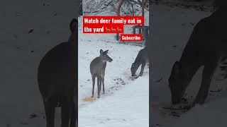 Deer family having dinner 🦌😊 #shorts #youtubeshorts #deer #animals