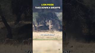 Lion Pride Take Down A Giraffe