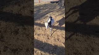 Flying E Ranch, Wickenburg AZ #Ranch #Goats